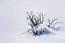 Snow Cover And A Snowbound Bush. Stock Photo