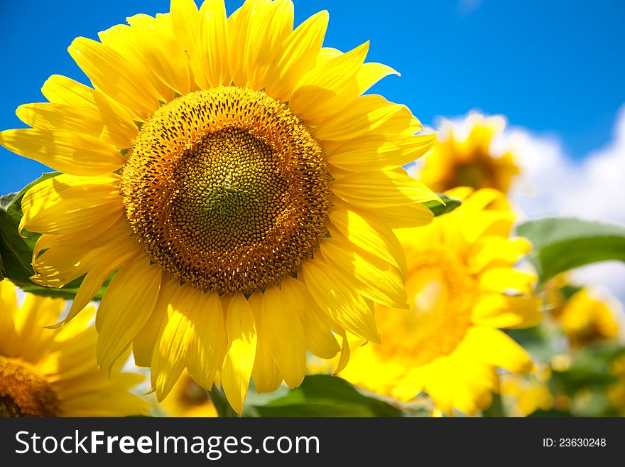 Field of beautiful sunflowers with green leaves