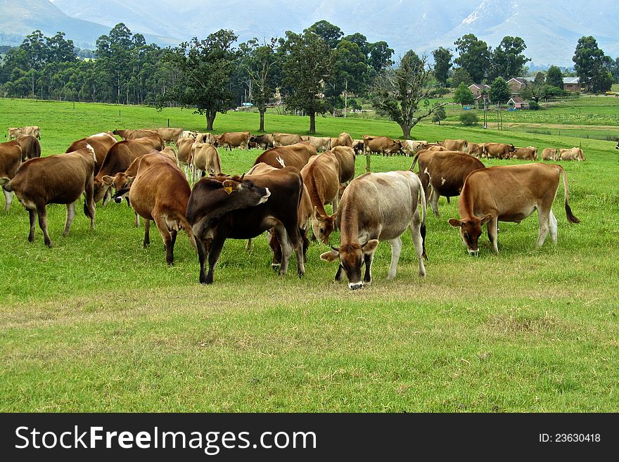 Cows Grazing In Pastures