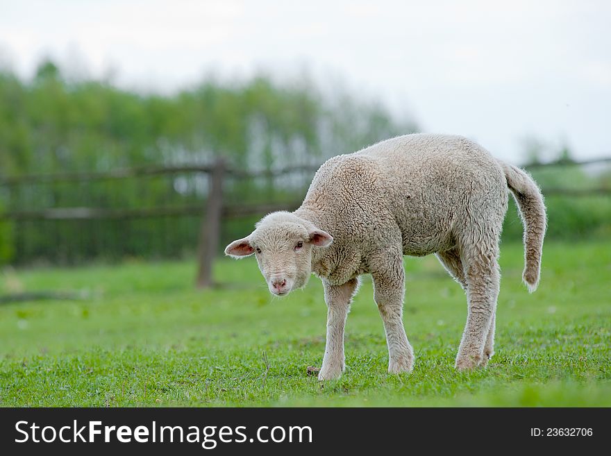 Cute funny sheep or lamb in green meadow. Cute funny sheep or lamb in green meadow