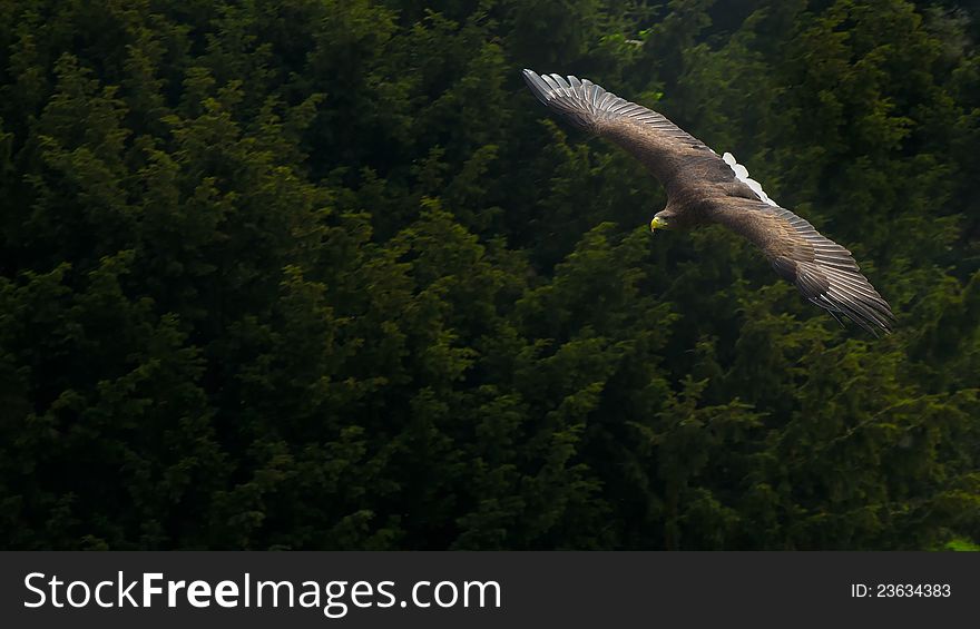 White-tailed Eagle &x28;Haliaeetus albicilla&x29