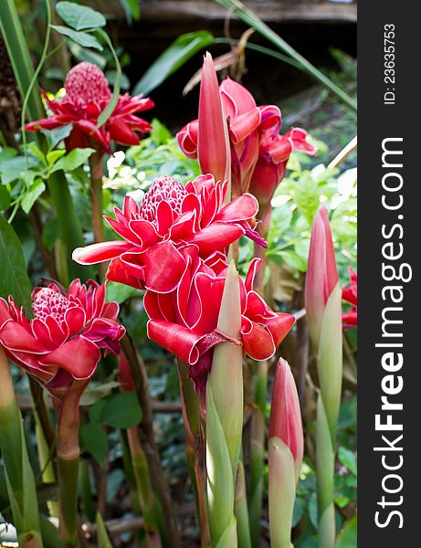 Torch ginger, etlingera elatior flowers family zingiberaceae.