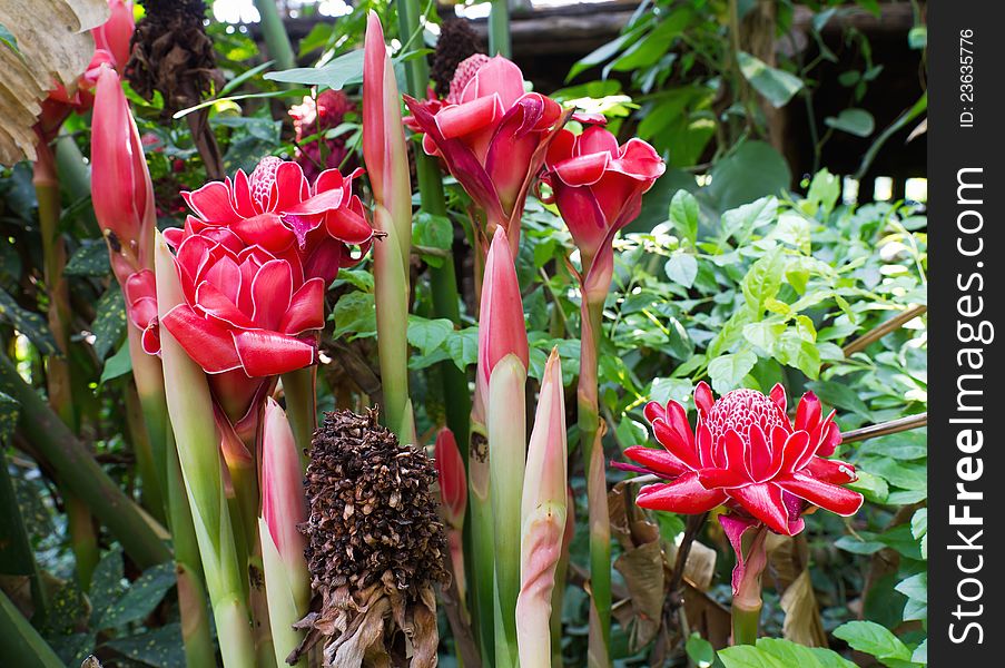 Torch ginger, etlingera elatior flowers family zingiberaceae.