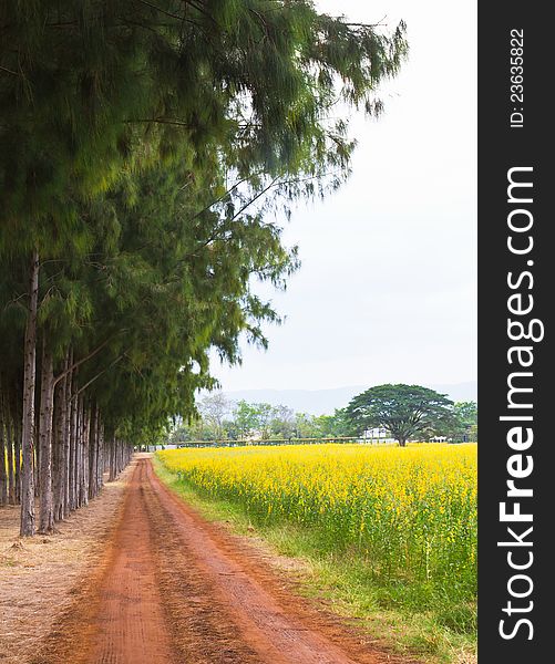 A walkway in the park with fields of yellow flowers.