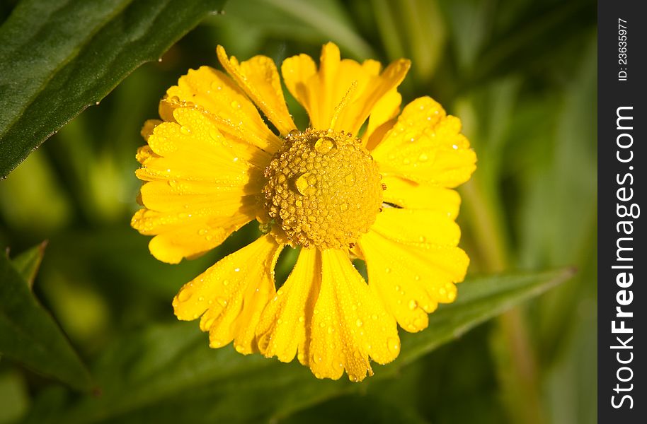 View of yellow Helenium bloom. View of yellow Helenium bloom