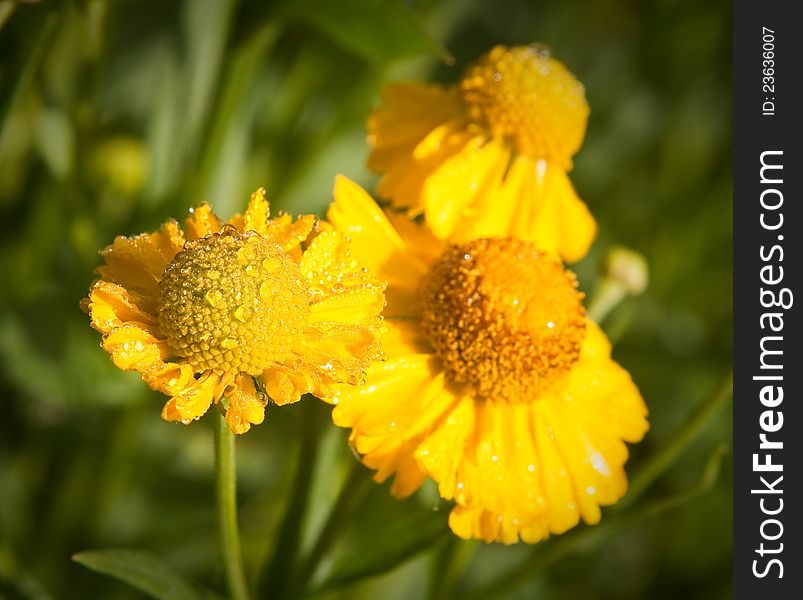 View of yellow Helenium bloom. View of yellow Helenium bloom