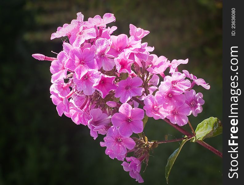 Beautiful pink phlox covered with dew