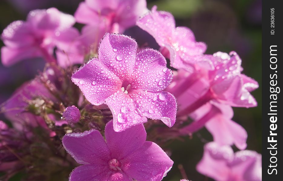Beautiful Pink Phlox Covered With Dew