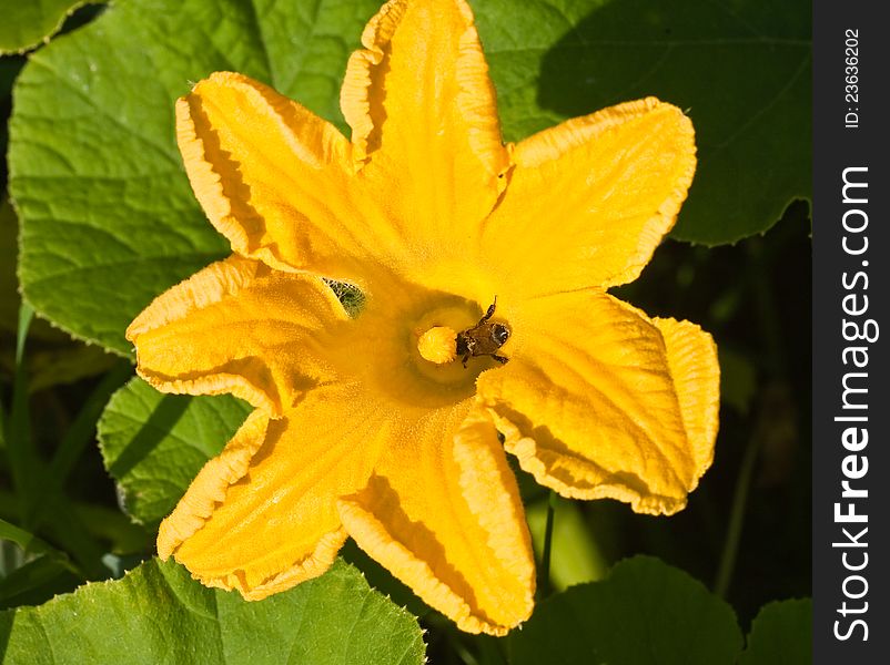 Yellow pumpkin squash blossom with a bumble bee