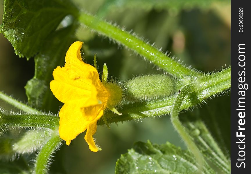 Small cucumber with flower and tendrils