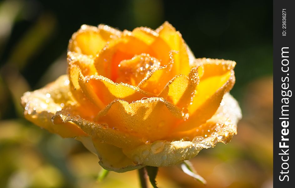 Yellow rose with water drops. Small depth to sharpness