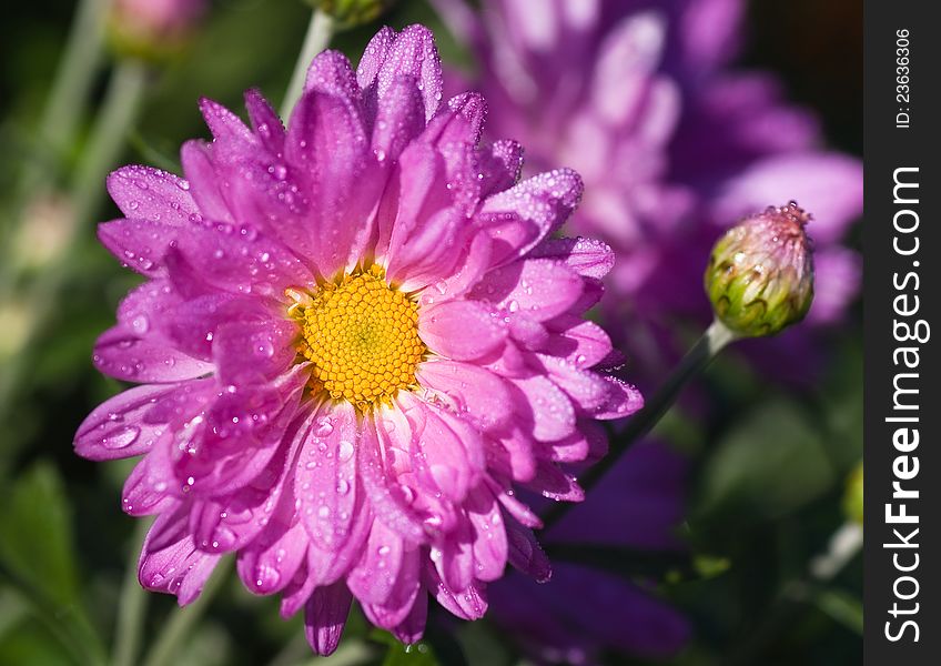 Pink chrysanthemum covered with dew in the morning light