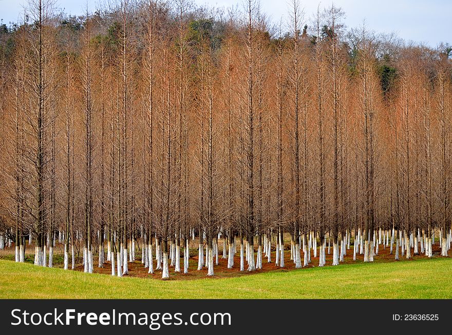Fir forests in early spring，Forest Park was taken in Jiangsu Province, China