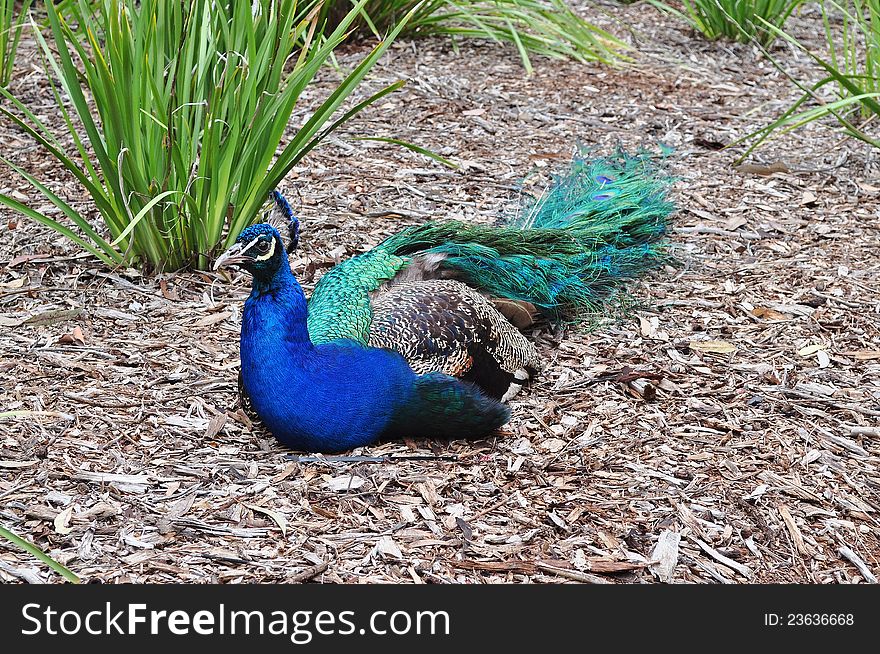 Peacock bird sitting amongst plants