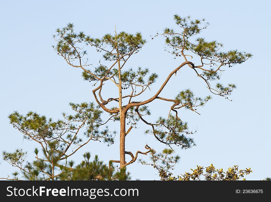Tree top. top of pine tree in the forest.