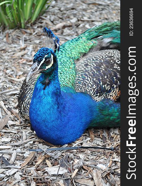 Close view of Peacock bird's head