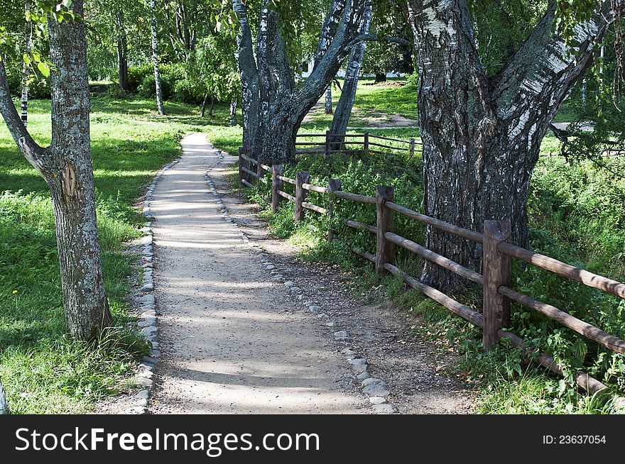 Path in a park of old birch trees