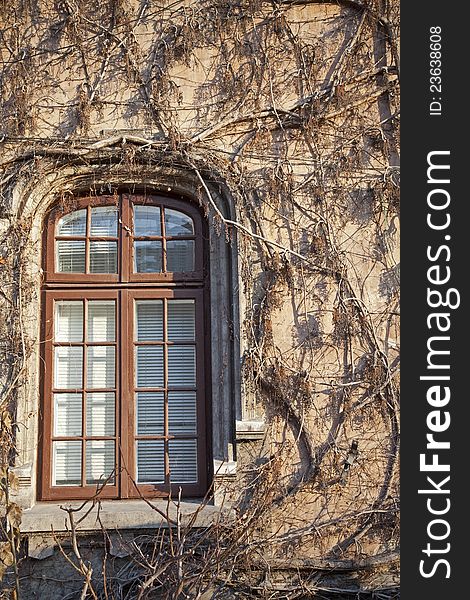 Detail of wood window covered with withered ivy. Detail of wood window covered with withered ivy.