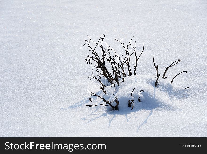 A small bare shrub is covered with snow on the background of snow mantle. There is copy space. A small bare shrub is covered with snow on the background of snow mantle. There is copy space.