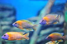 Fish In The Aquarium Royalty Free Stock Photos Fish In The Aquarium Royalty Free Stock Photos