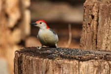 Red-bellied Woodpecker Royalty Free Stock Photos Red-bellied Woodpecker Royalty Free Stock Photos