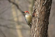 Red-bellied Woodpecker Royalty Free Stock Photography Red-bellied Woodpecker Royalty Free Stock Photography
