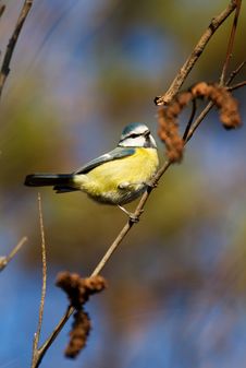 Free Tit Stock Image - 23646741