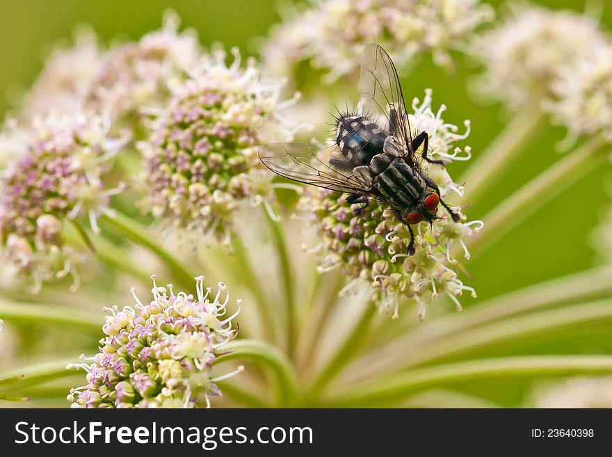 Fly on the meadows flower