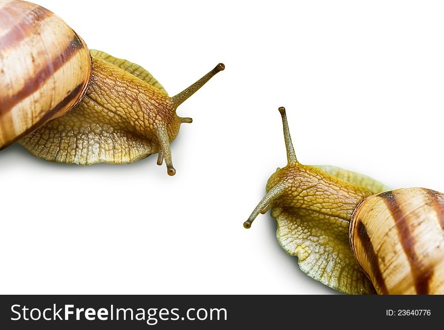 Two grape snail on a white background