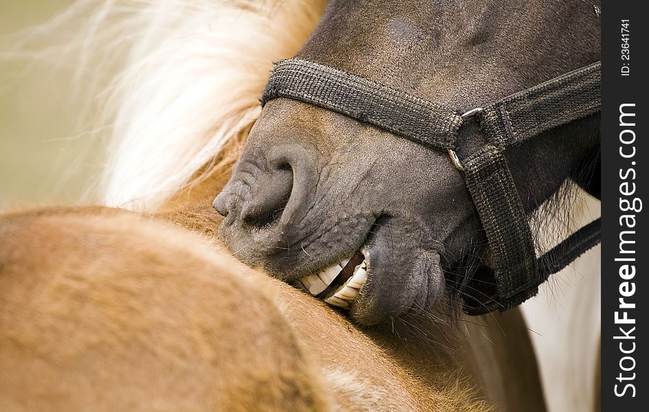 Pony horse bites his friend. Pony horse bites his friend