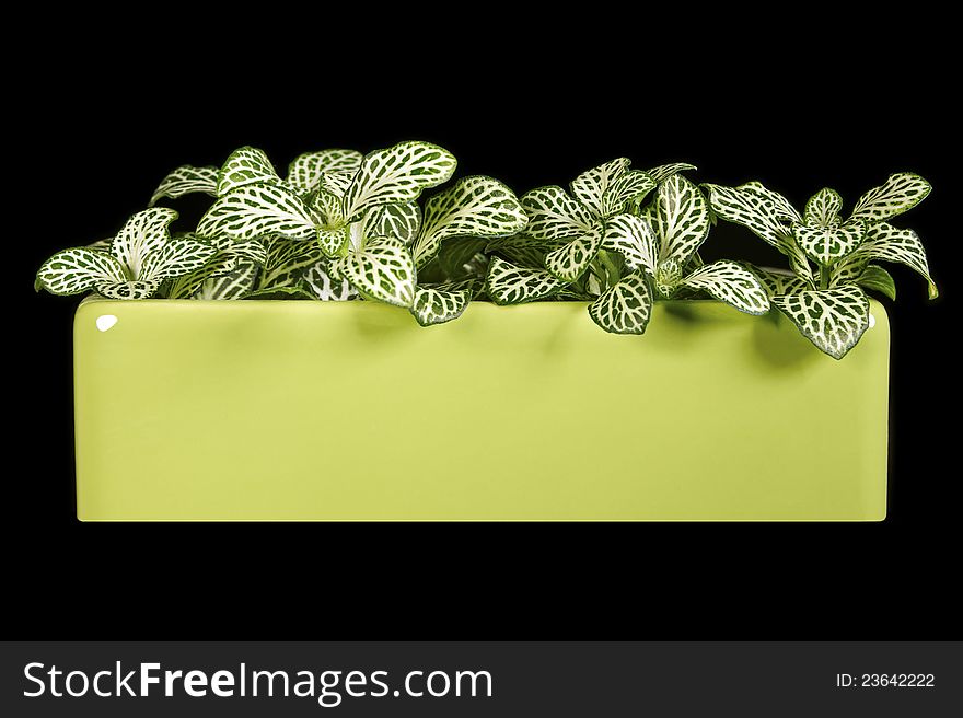 Indoor plant Fittonia isolated on a black background. Indoor plant Fittonia isolated on a black background.