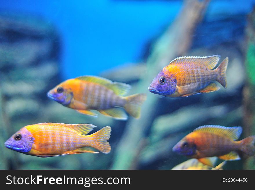 Fish in the aquarium, Thailand