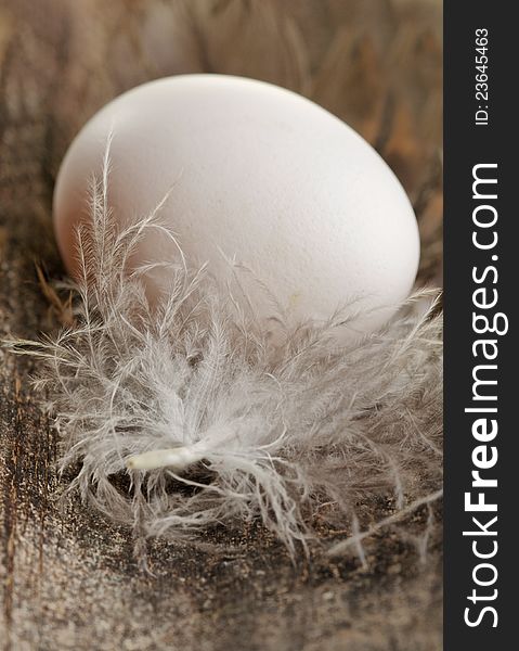 Studio photography with egg and down feather. Studio photography with egg and down feather