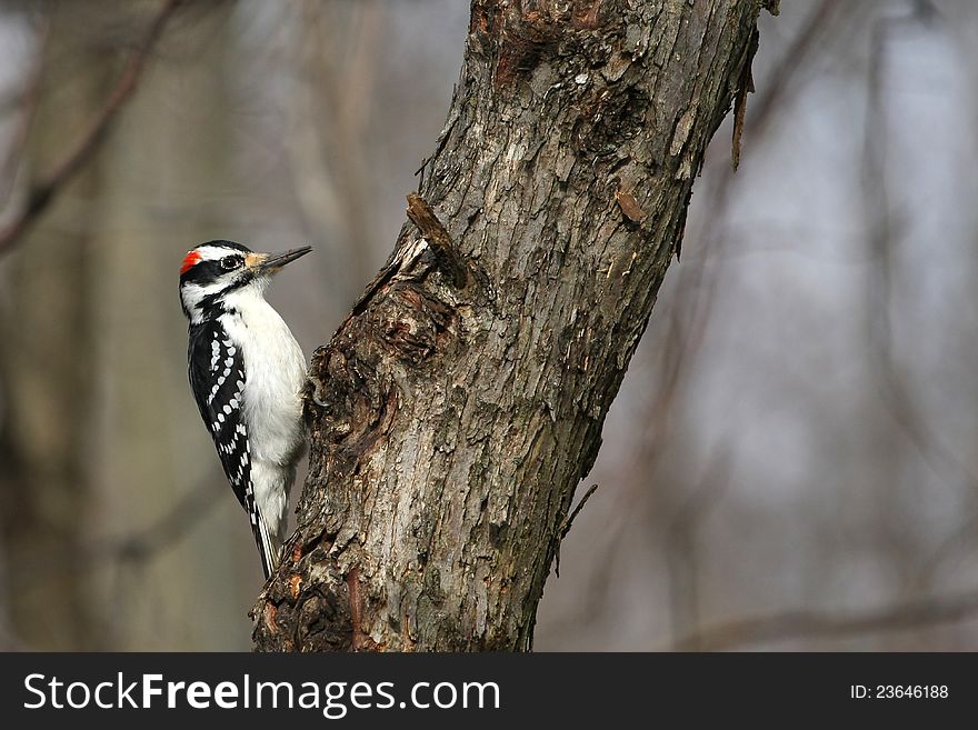Hairy Woodpecker male on side of tree in sun