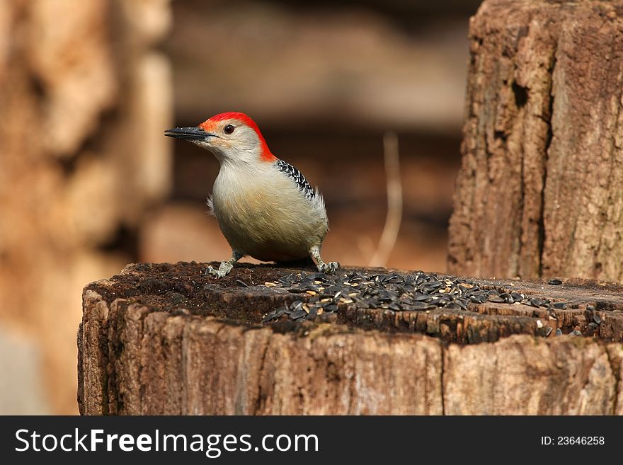 Red-bellied Woodpecker feeding on seeds in late winter