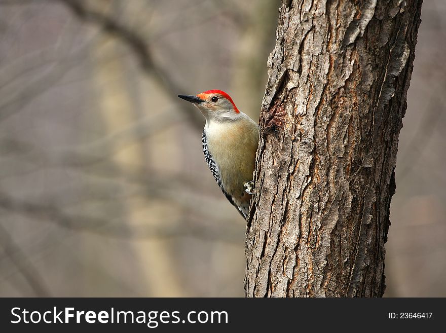 Red-bellied Woodpecker feeding on seeds in late winter