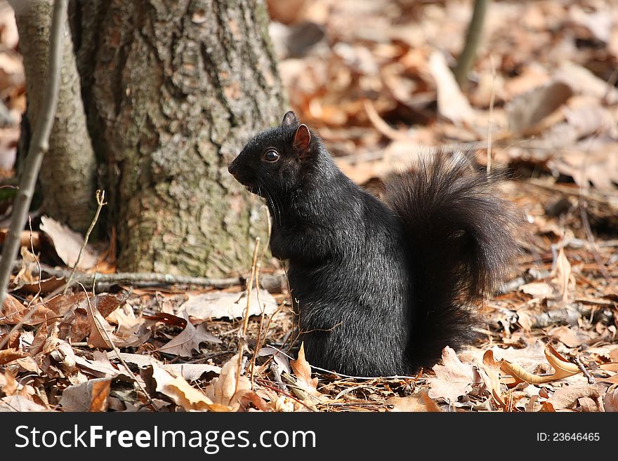 Squirrel black standing on oak leaves with front feet up