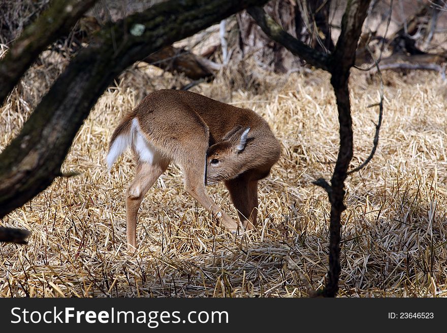 White-tailed Deer in late winter in marsh grass