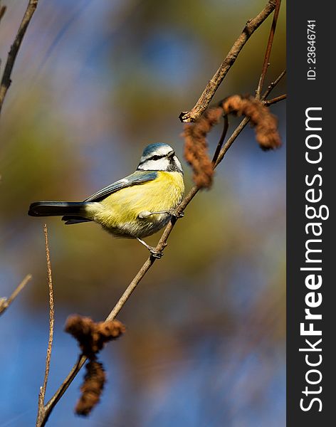 Great Tit resting on a tree branch