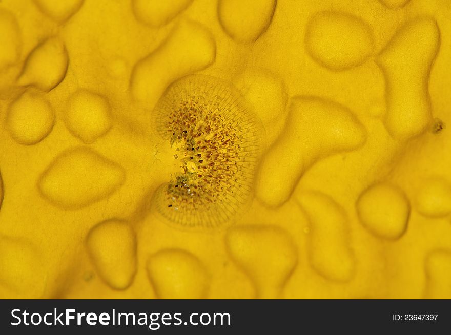 Macro closeup of sac of tiny eggs on kelp blade
