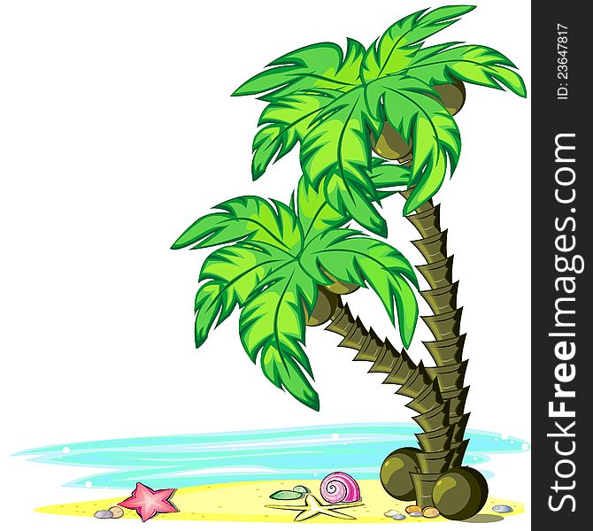 Two palm trees with coconuts on the seashore. Two palm trees with coconuts on the seashore