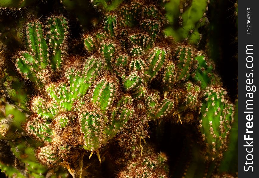 The big, green cactus.