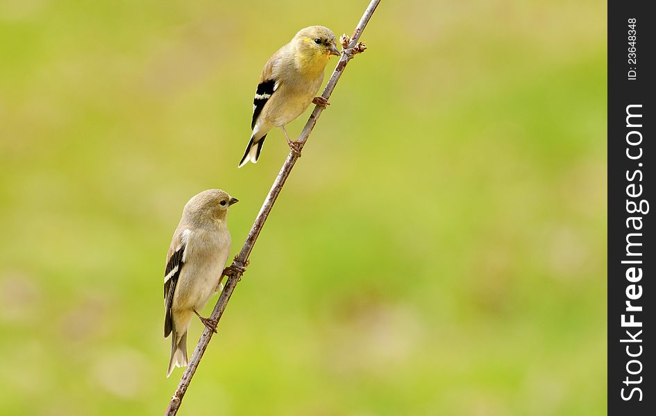 Two Warbler Birds Hanging On Same Branch.