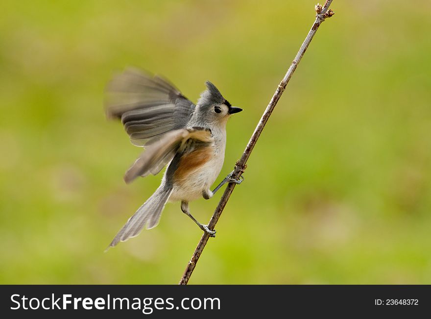 An Action Photo Of A Tufted Titmouse Landing.