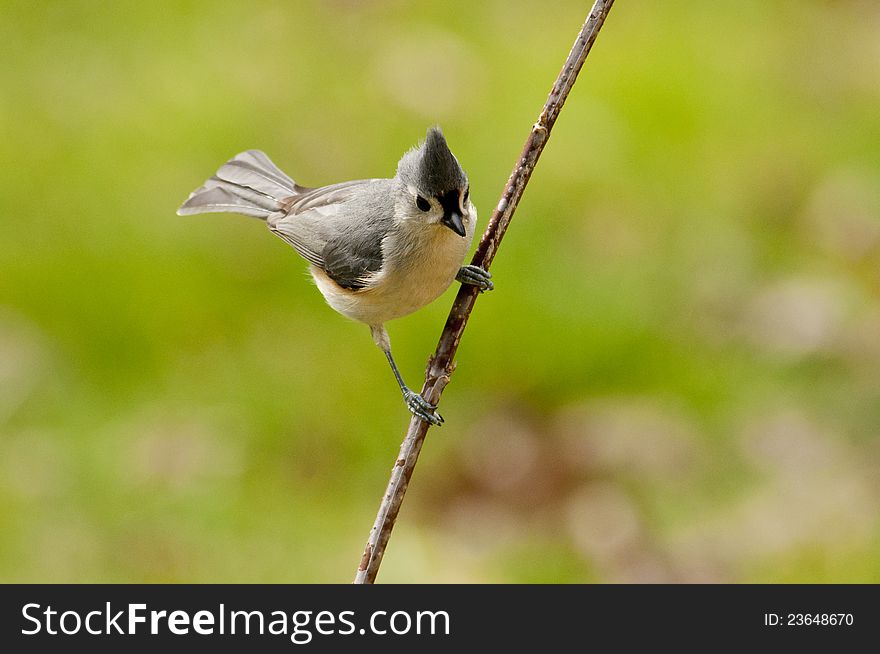 A little Tufted Titmouse bird hangs on a limb. A little Tufted Titmouse bird hangs on a limb.