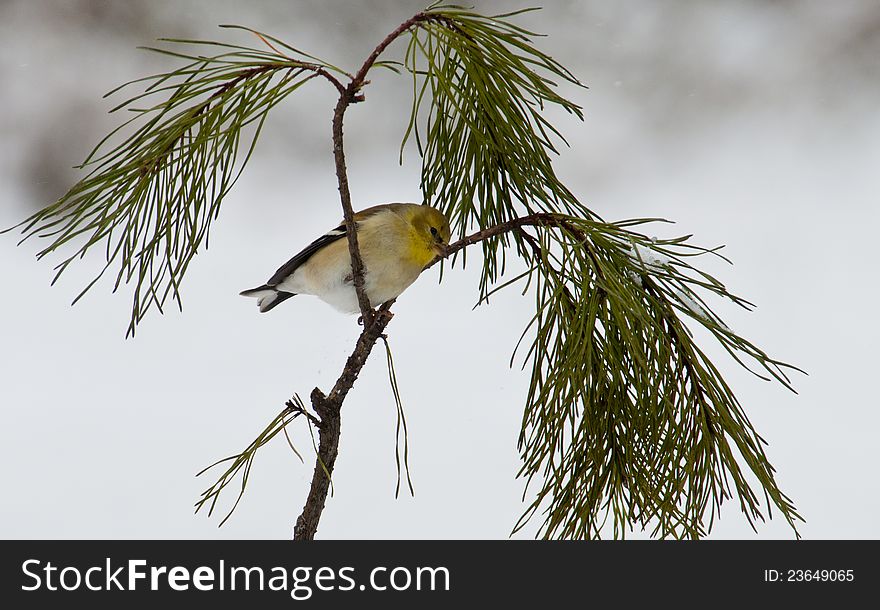 Yellow bird sitting on pine branch.