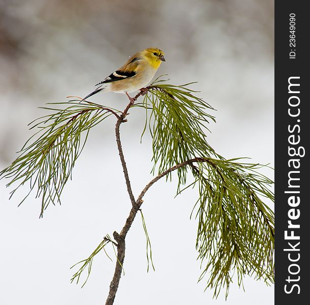 Yellow bird sitting on pine branch.