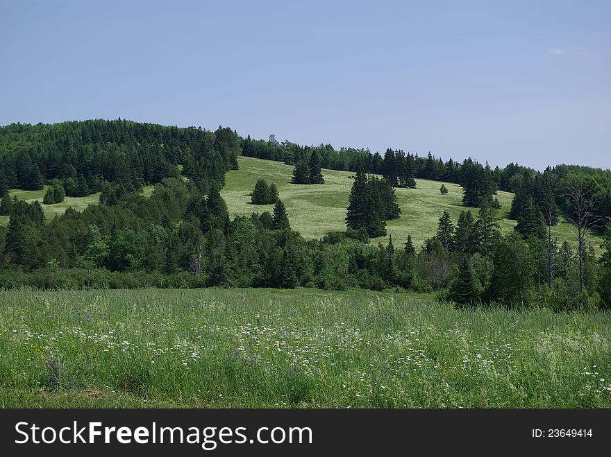 A field covering a hillside in the summer. A field covering a hillside in the summer