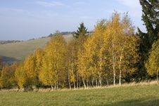 Birch Trees In Autumn Stock Images Birch Trees In Autumn Stock Images