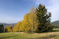 Autumn Landscape With Birches Stock Photography Autumn Landscape With Birches Stock Photography